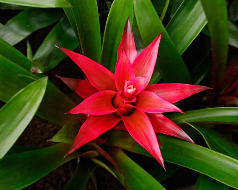 The bracts of Guzmania P9 Libby and scarlet with deep bronze tips