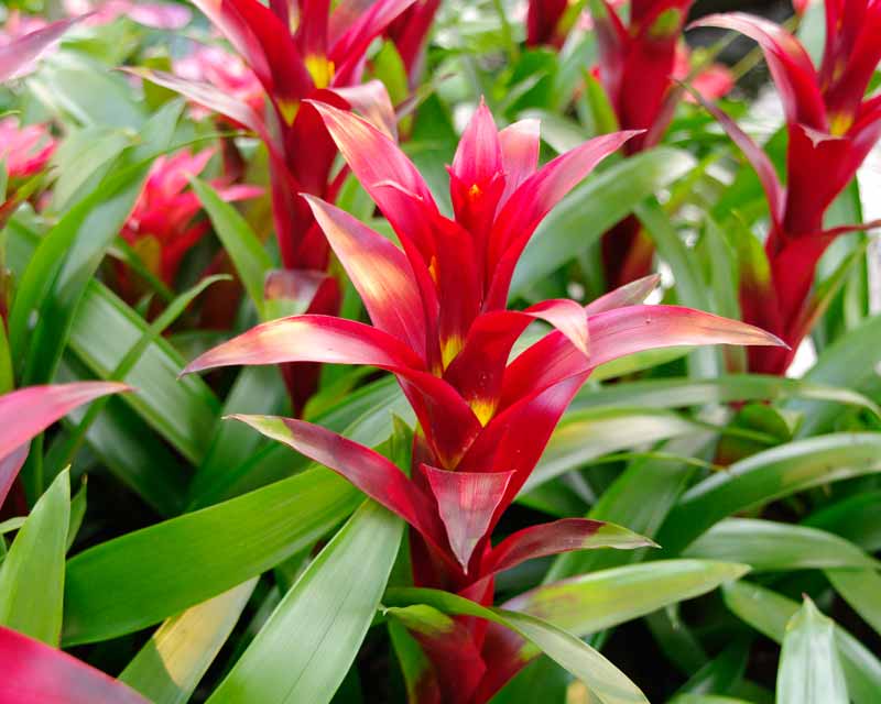 The bright red and yellow bracts of Guzmania Switch