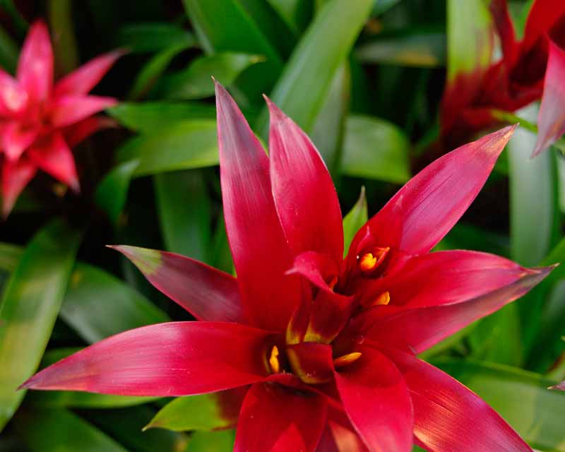 The small yellow flowers of Guzmania Switch are surrounded by bright red bracts