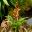 Guzmania hybrid Misty - red stalk and bracts - yellow tubular flowers