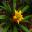 Guzmania Soledo - stunning yellow flower bract growing up to 30cm above the leaf base