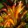Aechmea blanchetiana - Green leaves become quite orange in full sun. Sydney Botanic Gardens