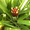 Aechmea pimenti-velosoi - Flower head of yellow flowers and red bracts borne on a short central spike.