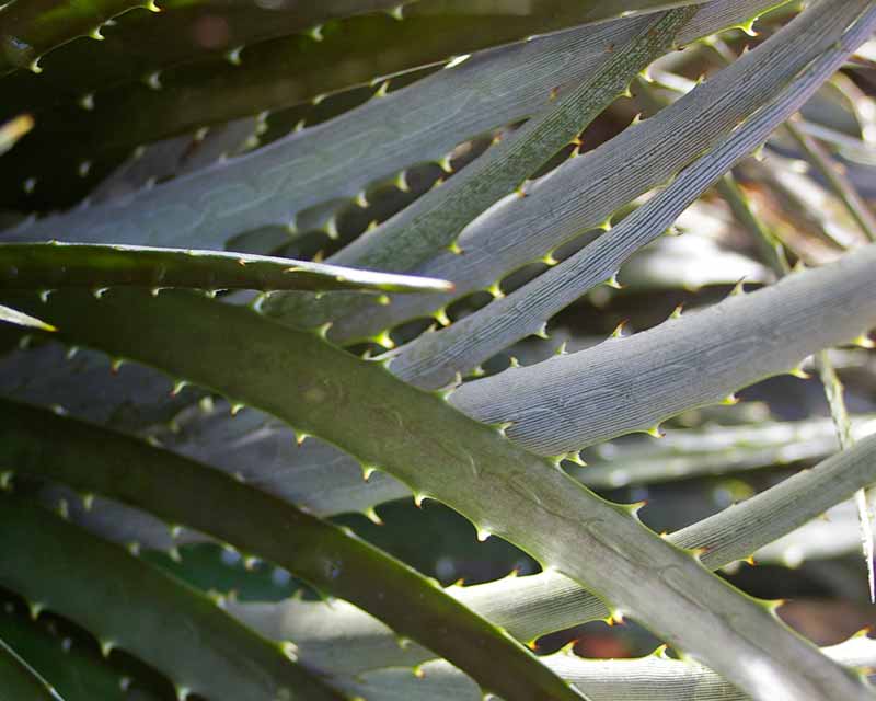 Dyckia encholirioides - the narrow tapering leaves have stripes of powdery white scales