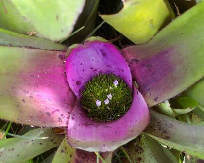 Neoregelia concentrica - has large strap-like leaves turning purple towards the centre.