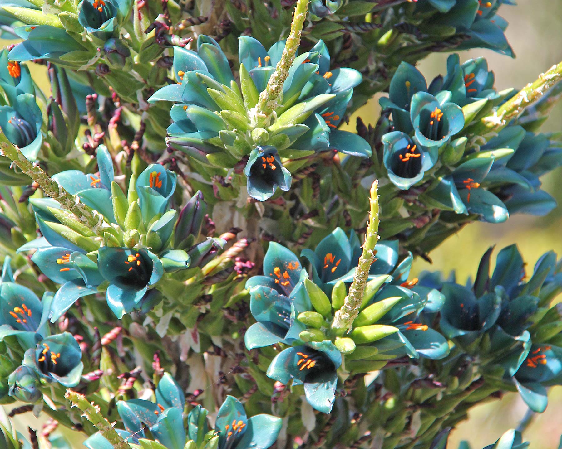 Puya berteroniana - panicle of blue green flowers with bright yellow stamen.
