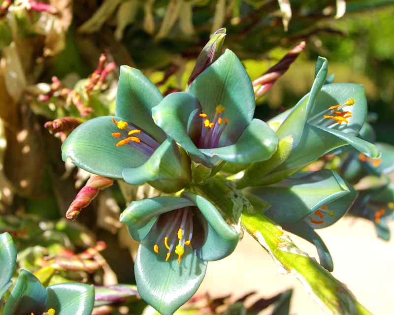Puya berteroniana - blue green funnel shaped flowers