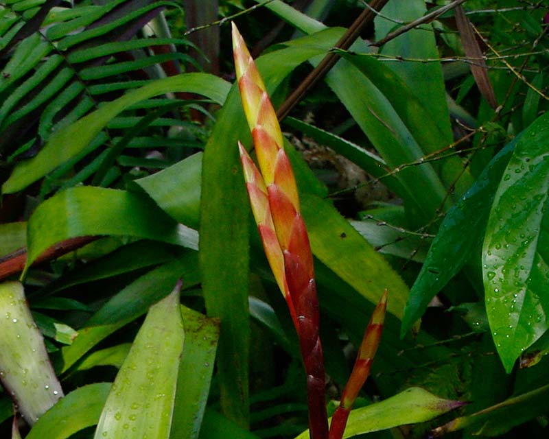 Vriesea Carlsbad a cross between V.malzinei x V.glutinosa