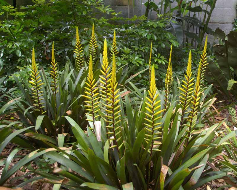 Vriesea warmingii - Sydney Botanic Gardens