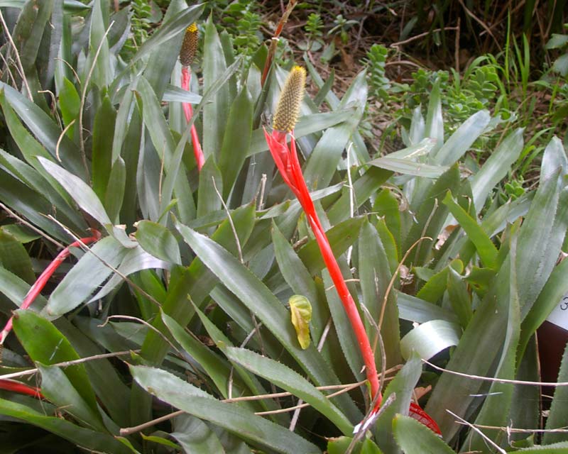 Aechmea pineliana var Pineliana - Sydney Botanic Gardens