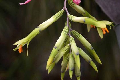 Billbergia distachia - photo taken by Bocabroms