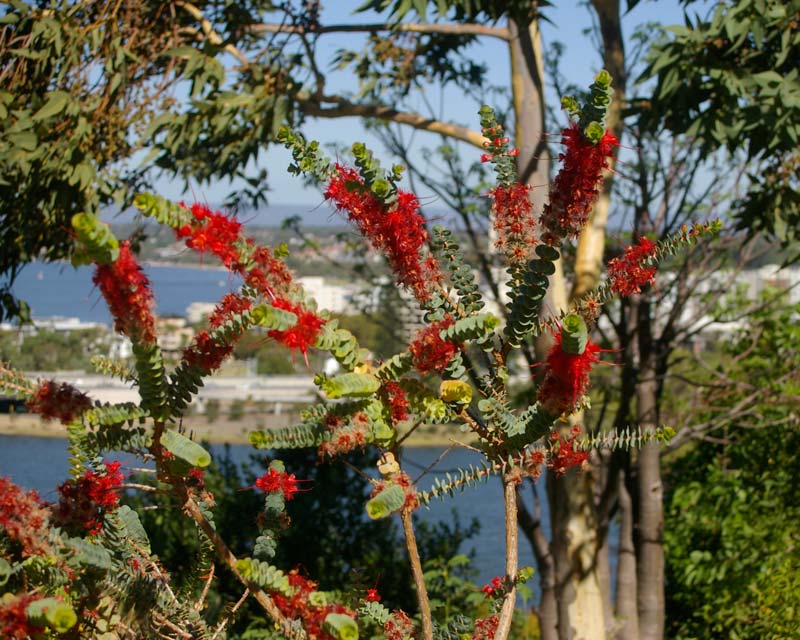 Verticordia grandis - Kings Park, Perth.