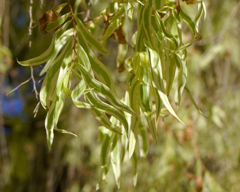 Variegated Peppermint Tree, Agonis fexuosa variegata leaves