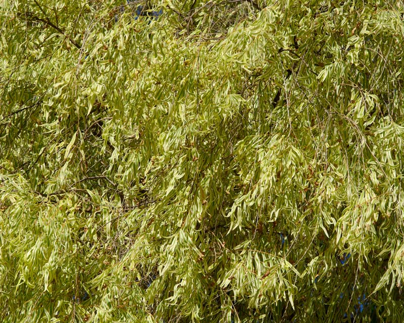 Variegated Peppermint Tree, Agonis flexuosa variegata foliage