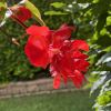 Begonia Cane Group - 'Dragon Wing Red'