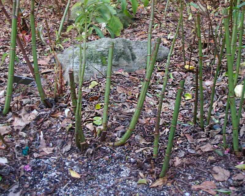Begonia canes - prune to about 3-4 nodes from the ground