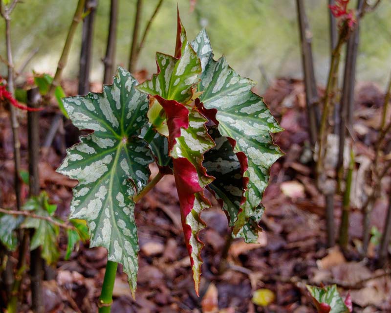 Begonia Sophie Cecile new leaves are deep green with mottled white markings and red underside