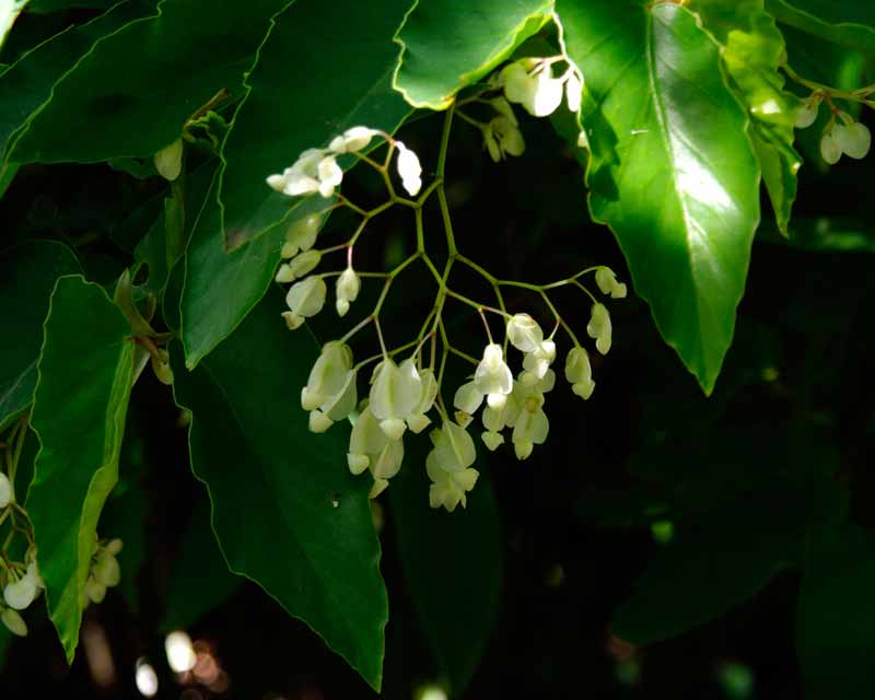 Begonia 'White Cane'