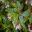 Begonia acutifolia - will grow in full sun