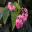 Begonia Angel Wings - popular group of hybrids (Begonia acontifolia x Begonia coccinea Lucerna.)
