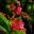 Begonia dichroa