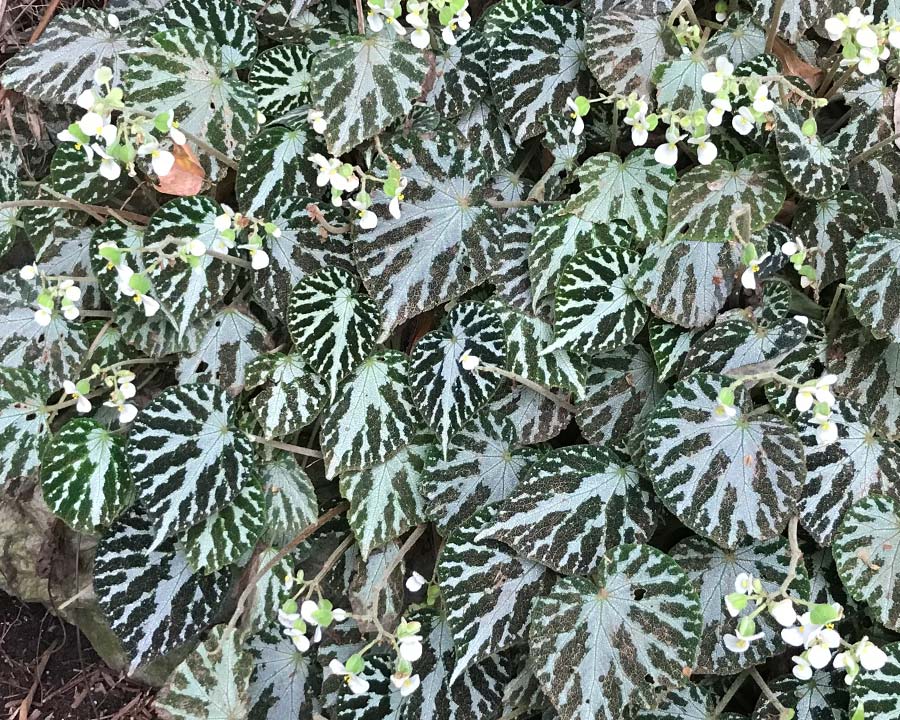 Begonia pustulata