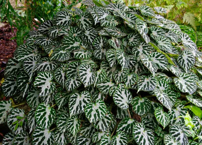 Begonia pustulata - Silver Jewel. Dark green leaves marked with silver