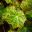 Begonia rhizomatous hybrid 'Les Findley'
