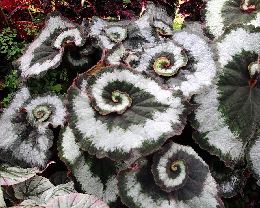 Begonia Rex 'Escargot', spiral shaped leaves with light green spiral markings
