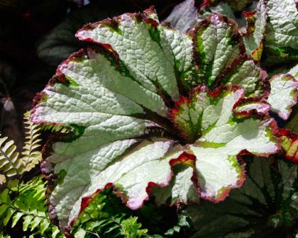 Begonia Rex Green Gold - leaves have a  metallic appearance with maroon margins