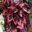 Begonia Rex Cultorum group - this is Red Robin