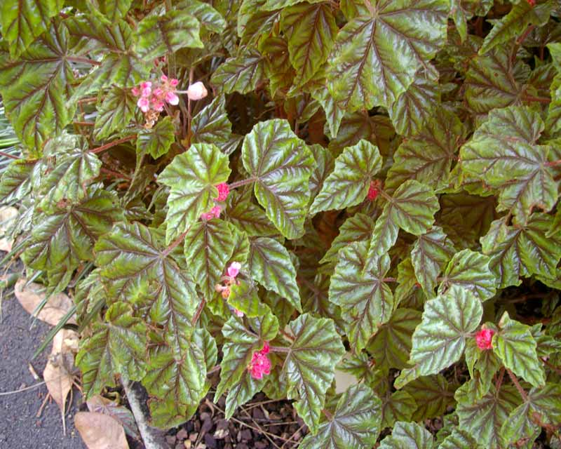 Begonia Metallica - grown for metal like sheen on leaves and clusters of pink flowers
