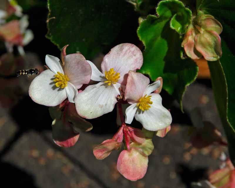 Begonia peltata - succulent, fleshy leaves and white flowers with hint of pink