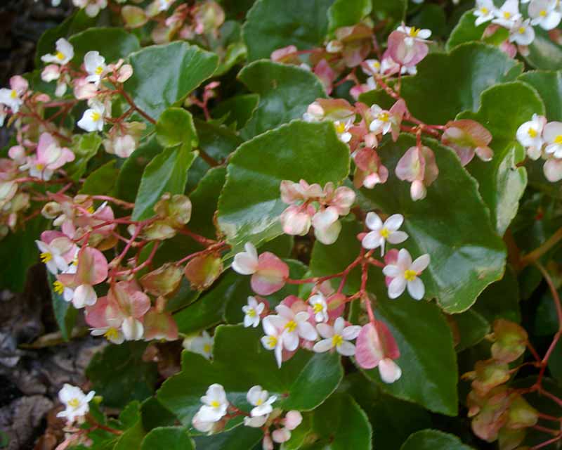 Begonia lachaoensis - fleshy mid green leaves , small white to pink flowers
