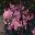 Begonia Shrub-Like, a pink cultivar