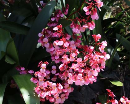 Begonia Shrub-Like, a pink cultivar