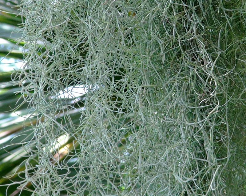 Tillandsia usneoides, Spanish Moss