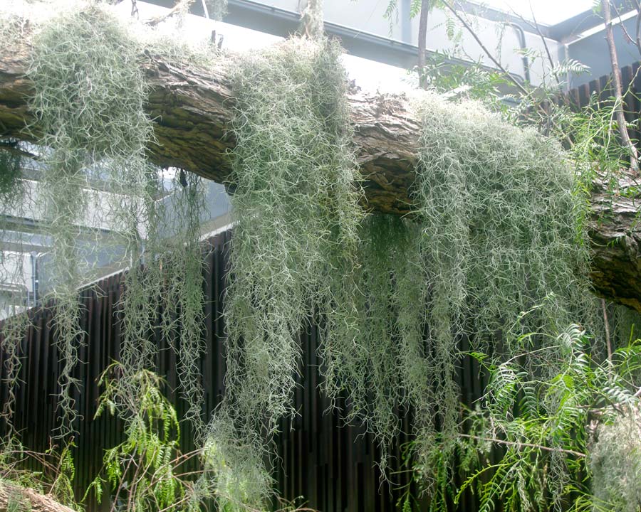 Tillandsia usneoides -Gardens by the Bay - Singapore