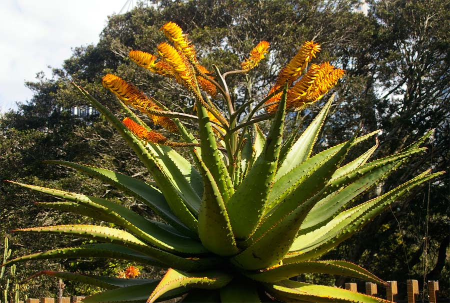 Aloe marlothii as seen at Sydney Botanic Gardens