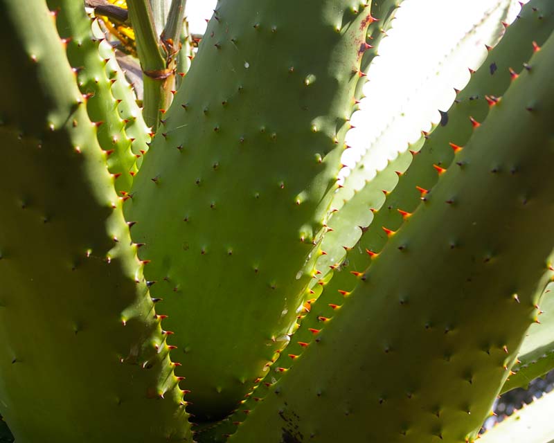 Aloe marlothii - has short thick spines on upper and lower leaf surfaces