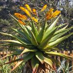Aloe marlothii 