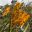 Aloe marlothii - racemes of yellow flowers