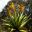 Aloe marlothii as seen at Sydney Botanic Gardens