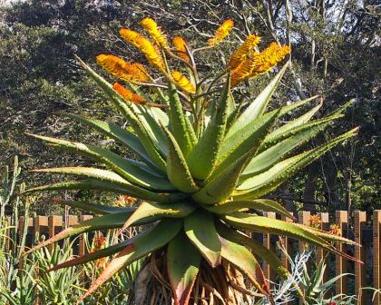 Aloe marlothii  or Mountain Aloe has racemes of yellow flowers