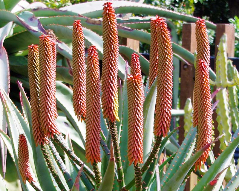Aloe rupestris - has yellow buds opening to orange-red tubular flowers