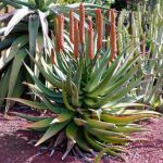 Aloe rupestris 
