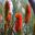 Aloe rupestris - the spikes of red tubular flowers reminiscent of bottlebrush flowers