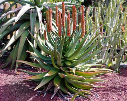Aloe rupestris - Bottle Brush Aloe -  Sydney Botanic Gardens