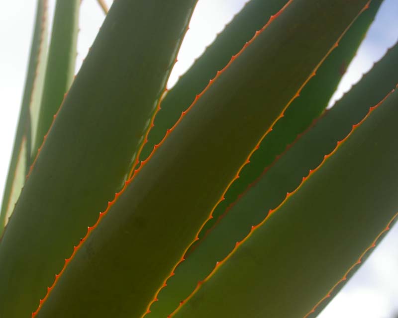 Aloe speciosa - with red margins and spines to leaves