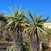 Aloe Speciosa - Sydney Botanic Gardens